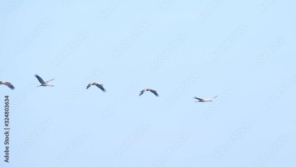 Common Cranes or Eurasian Cranes (Grus Grus) birds with a juvenile flying in mid air during migration Common Cranes or Eurasian Cranes (Grus Grus) birds with a juvenile flying in mid air during migration