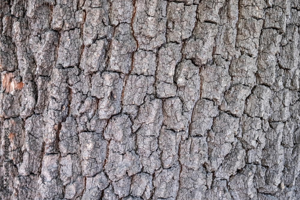 Bark of oak tree. Bark texture, background. Bark of oak tree. Bark texture, background.