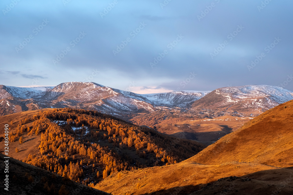Morning in the mountains. Yellow larches in the mountains with snow on the top.