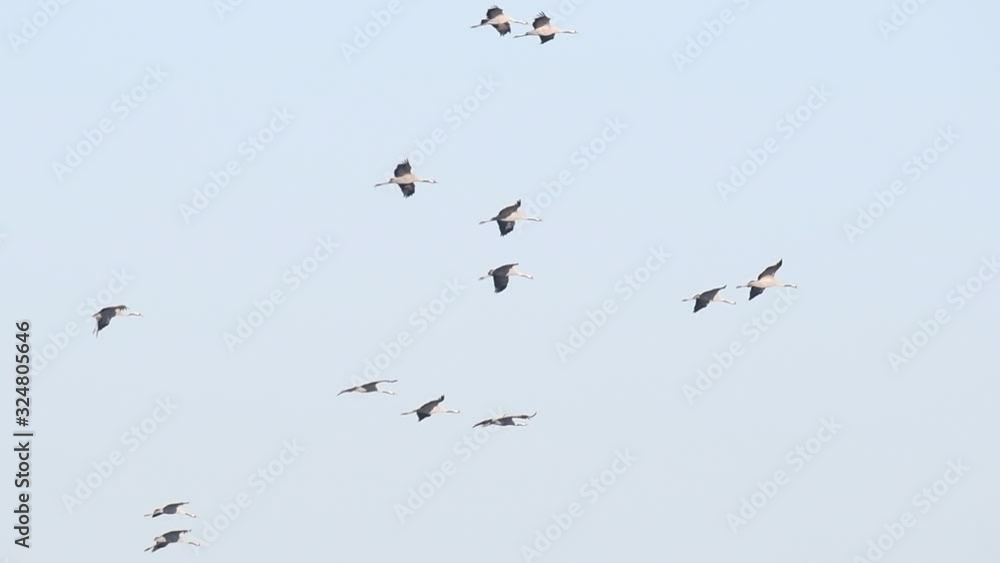 Common Cranes or Eurasian Cranes (Grus Grus) birds with a juvenile flying in mid air during migration Common Cranes or Eurasian Cranes (Grus Grus) birds with a juvenile flying in mid air during migration