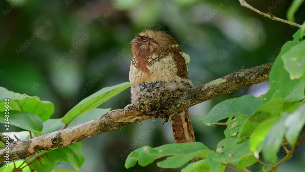 Javan Frogmouth, Batrachostomus javensis; facing to the left while sleeping as a gentle breeze moves the branch, three nestlings sticking their heads out under their mother's breast. Javan Frogmouth, Batrachostomus javensis; facing to the left while sleeping as a gentle breeze moves the branch, three nestlings sticking their heads out under their mother's breast.