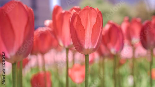 Beautiful background of tulips growing in the garden