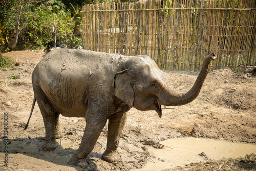 Old elephant in Chiang Mai Thailand