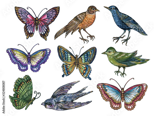 Watercolor illustration bird and butterfly colorful collection Set of abstract animal and insect  elements rococo traditiaonal style hand painted