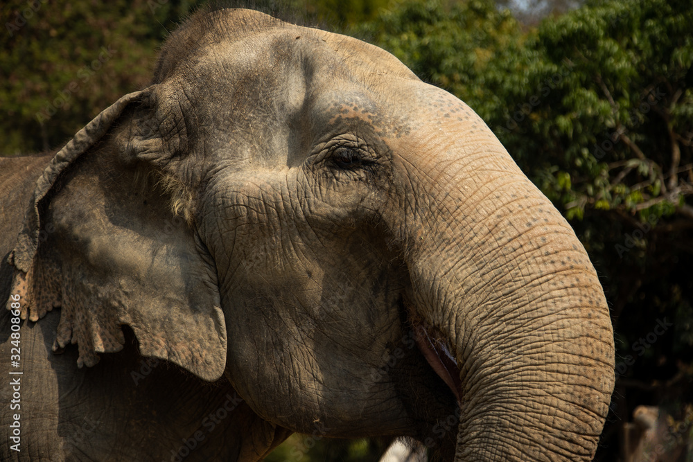Fototapeta premium Old elephant in Chiang Mai Thailand