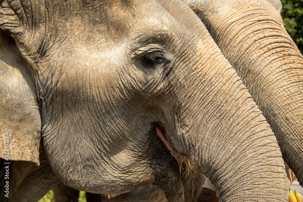 Fototapeta premium Old elephant in Chiang Mai Thailand