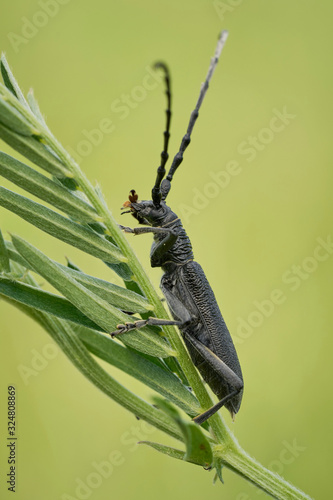 The capricorn beetle Cerambyx scopolii in Czech Republic photo