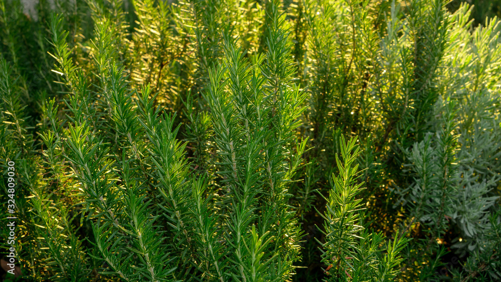 Rosemary fragrant herb is edible woody perennial plant in traditional English cottage backyard planting garden on greenery grass lawn in charming and good mainternance landscaping Rosemary fragrant herb is edible woody perennial plant in traditional English cottage backyard planting garden on greenery grass lawn in charming and good mainternance landscaping