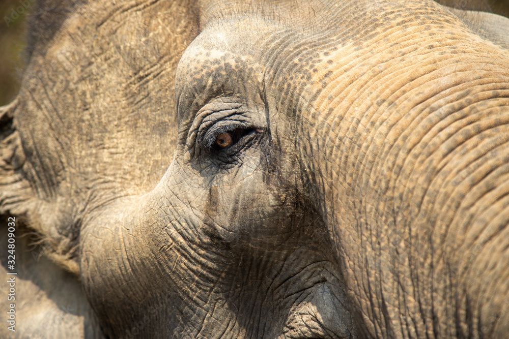 Fototapeta premium Old elephant in Chiang Mai Thailand