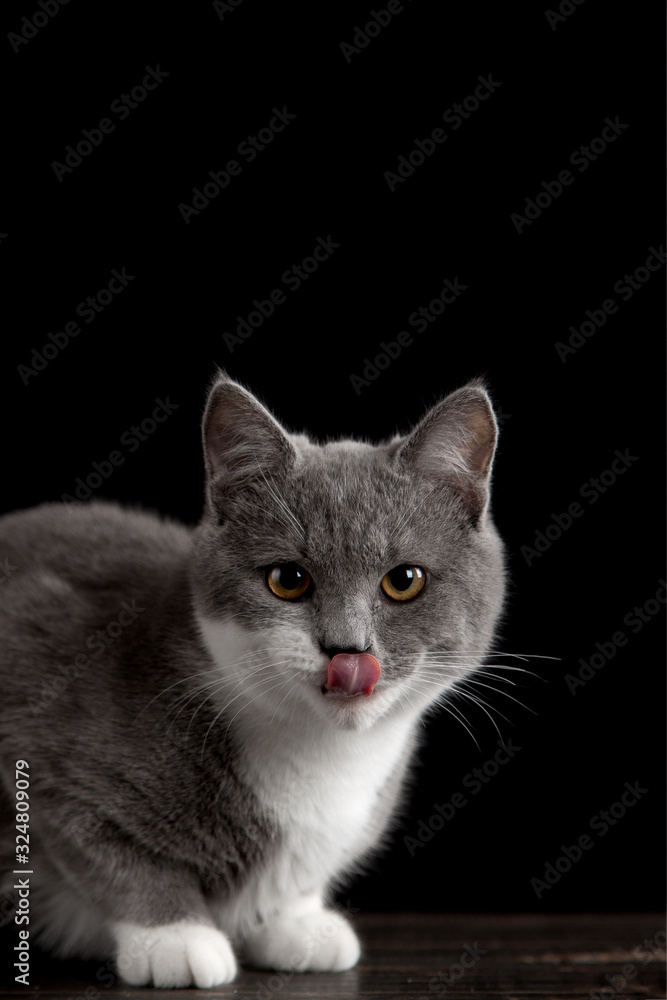 A cute gray cat on a dark background. Playful fluffy pet.