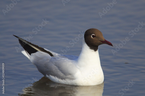 Single Black-headed gull - latin Larus ridibundus or Chroicocephalus ridibundus - known also as Laughing gull bird during the spring mating season in wetlands of north-eastern Poland © Art Media Factory