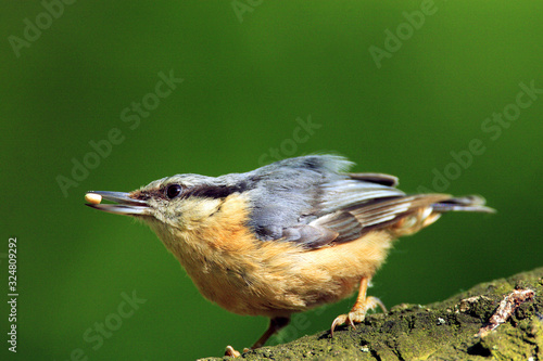 Single Eurasian Nuthatch bird - latin Sitta europaea - known also as Wood Nuthatch on a tree branch during the spring mating season in wetlands of north-eastern Poland photo