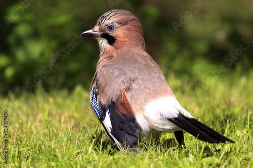 Single Eurasian Jay bird - latin Garrulus glandarius - in a grass during the spring mating season in wetlands of north-eastern Poland photo