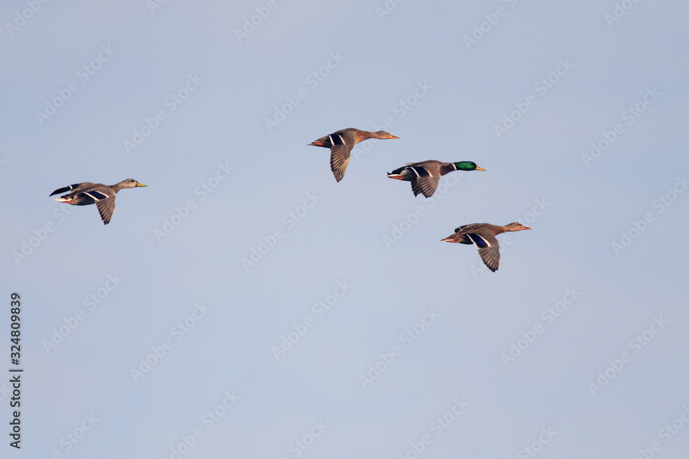 Group of Mallard duck birds - latin Anas platyrhynchos - in flight during the spring mating season in wetlands of north-eastern Poland Group of Mallard duck birds - latin Anas platyrhynchos - in flight during the spring mating season in wetlands of north-eastern Poland