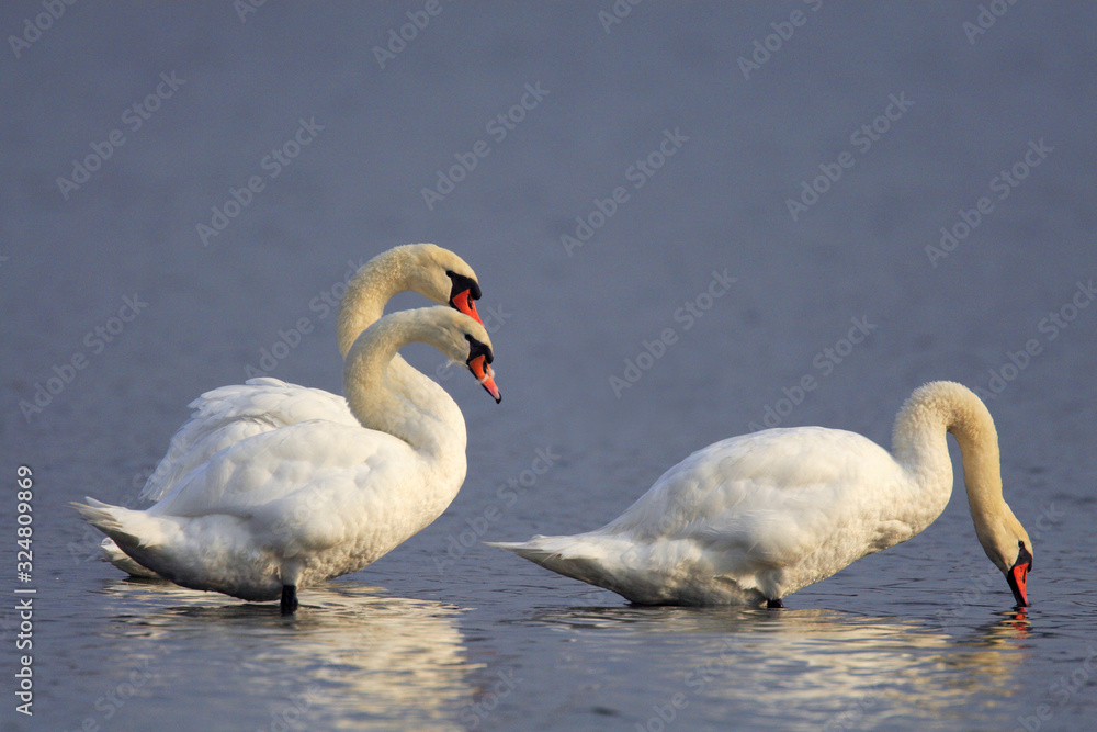 Obraz premium Group of Mute Swan birds - latin Cygnus olor - on a water surface during the spring mating season in wetlands of north-eastern Poland