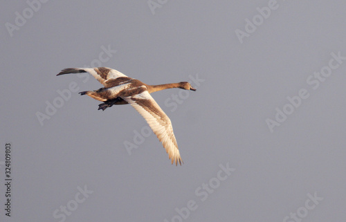 Single juvenile Mute Swan bird - latin Cygnus olor - in flight during the spring mating season in wetlands of north-eastern Poland photo