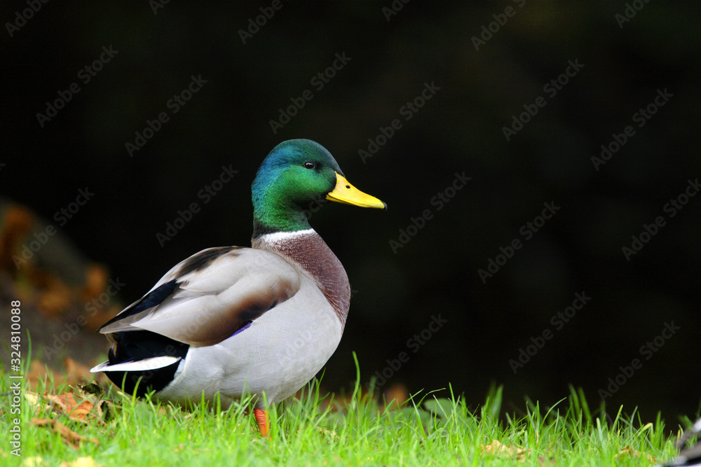 Single male Mallard duck bird - latin Anas platyrhynchos - during the spring mating season in wetlands of north-eastern Poland Single male Mallard duck bird - latin Anas platyrhynchos - during the spring mating season in wetlands of north-eastern Poland