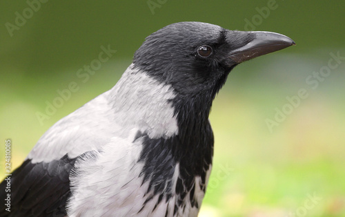 Single Hooded crow bird - latin Corvus cornix - during the spring mating season in wetlands of north-eastern Poland