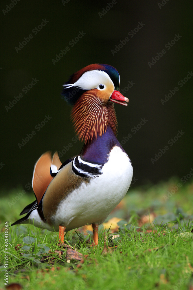 Single male Mandarin Duck - latin Aix galericulata - bird natively inhabiting East Asia, in a spring mating season in a city park Single male Mandarin Duck - latin Aix galericulata - bird natively inhabiting East Asia, in a spring mating season in a city park