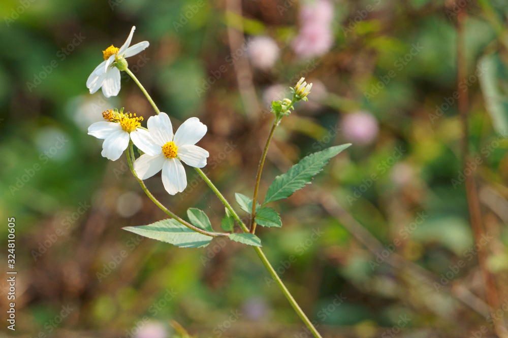 Bidens pilosa with sunshine in the field Bidens pilosa with sunshine in the field