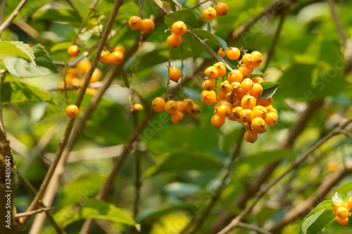 Bunch of golden dewdrop fruits and sunshine