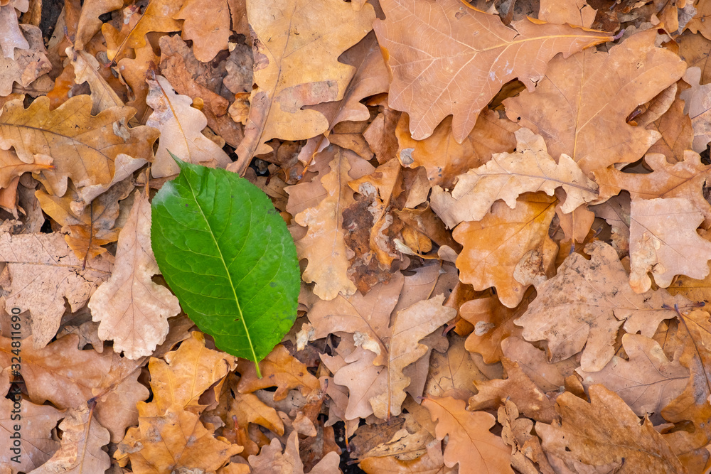 Green leaf between orange oak foliage. Green leaf in orange leaves. Not like anyone. Green leaf between orange oak foliage. Green leaf in orange leaves. Not like anyone.