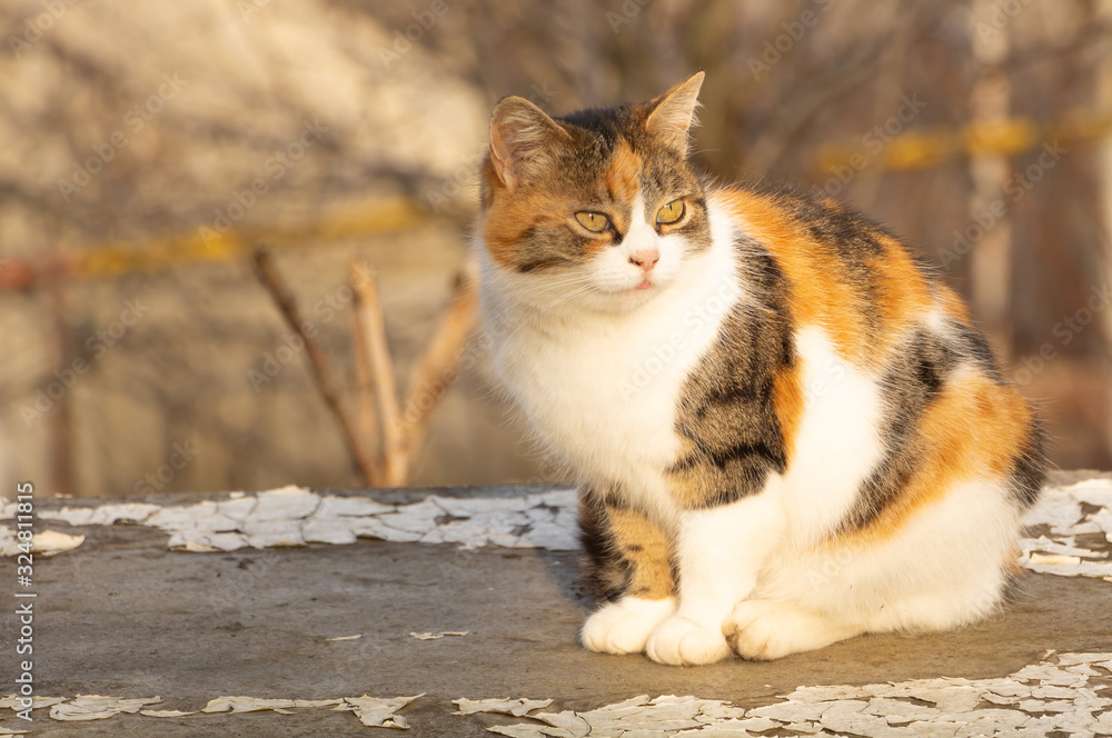 A beautiful cat with three colors rests outside A beautiful cat with three colors rests outside