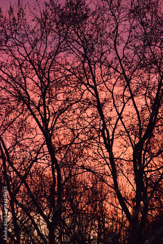 Puesta de sol o salida del sol de color morado, naranja y amarillo detrás de árboles negros Puesta de sol o salida del sol de color morado, naranja y amarillo detrás de árboles negros