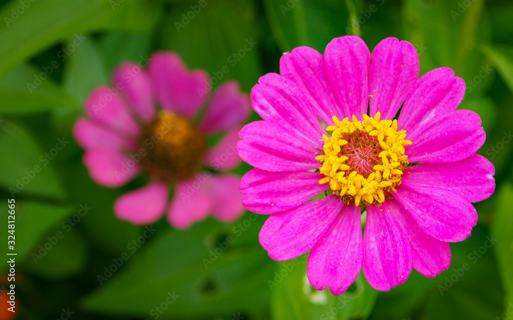 Close-up shot of bright pink Zinnia flowers blooms on a blurry background of flower and leaf in the flower garden. Close-up shot of bright pink Zinnia flowers blooms on a blurry background of flower and leaf in the flower garden.