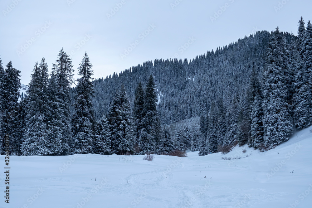 Winter forest with spruces covered with snow.