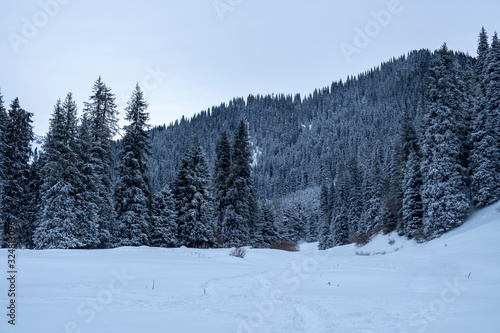 Winter forest with spruces covered with snow.