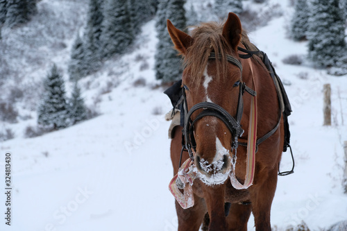 Brown horse in winter time in mointains.