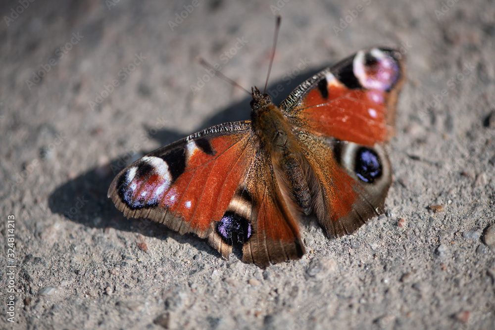 A beautiful butterfly Aglais io the European peacock with colored wings A beautiful butterfly Aglais io the European peacock with colored wings