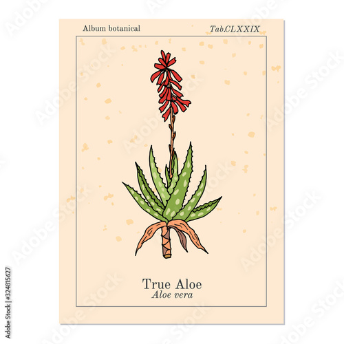 Aloe vera, medicinal plant. Hand drawn illustration