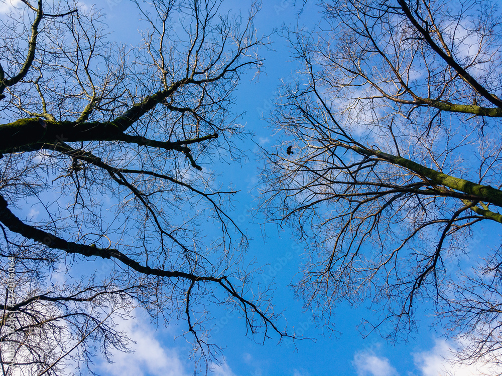 Obraz premium The tops of the trees against a cloudy blue sky on a sunny day.