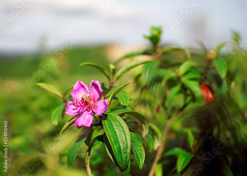 Wild Mountain Flower on top of hill