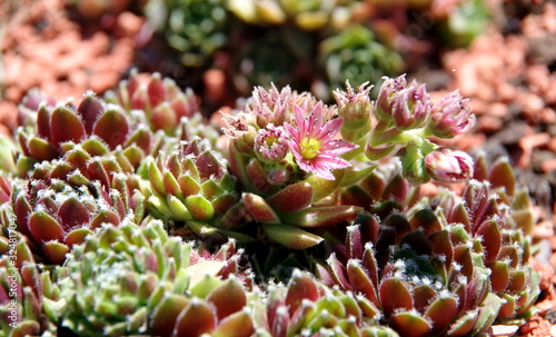 Hauswurz mit offenen und geschlossenen Blüten