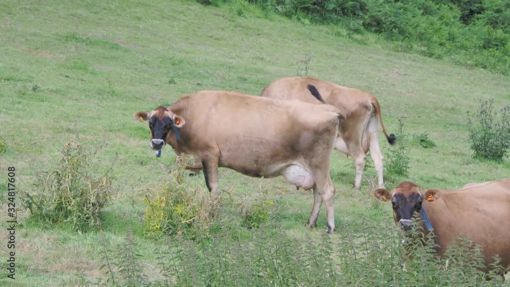 The Jersey cattle is one of the oldest cattle breeds in the world The Jersey cattle is one of the oldest cattle breeds in the world