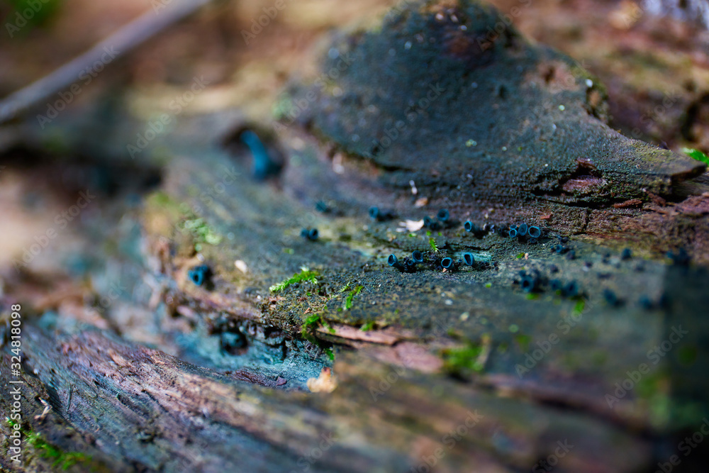 Fototapeta premium tree spores