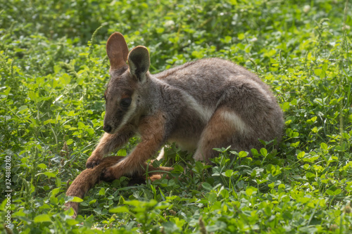 Wallaby de roca sobre la hierba en un día soleado (Petrogale xanthopus xanthopus) photo