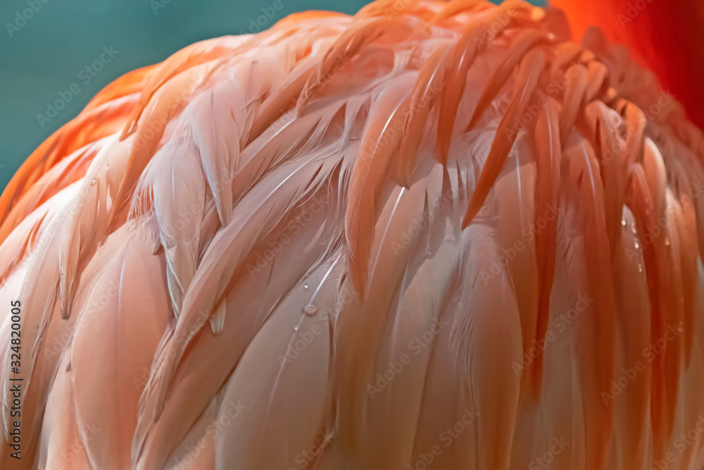 Obraz premium Flamingo feathers facing forward, up close Flamino body for myriad design uses