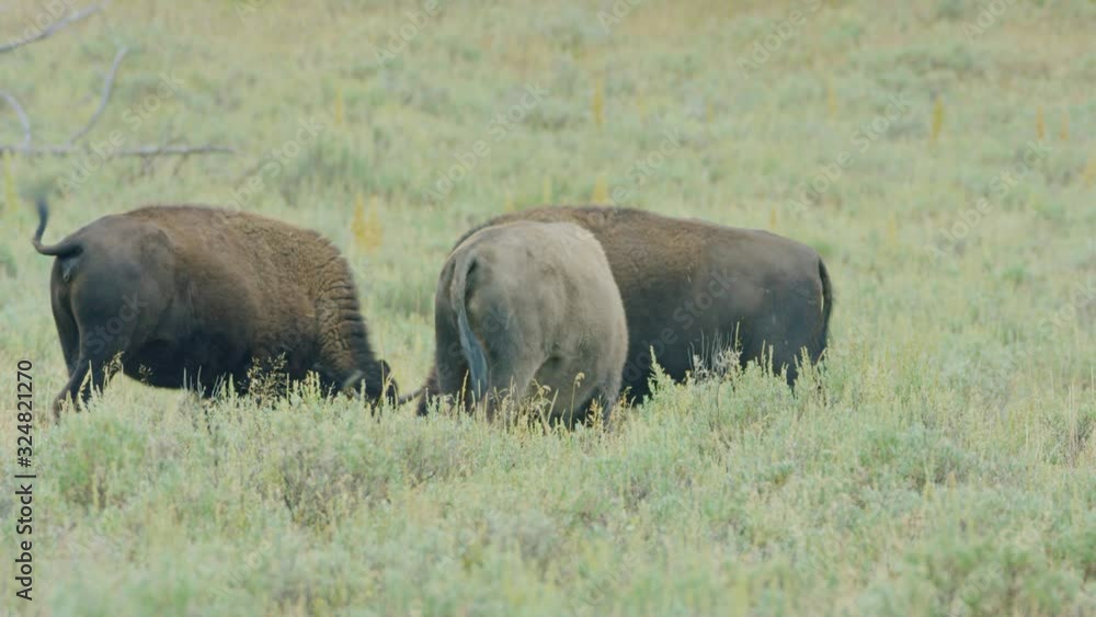 Wild Bison in a field Wild Bison in a field