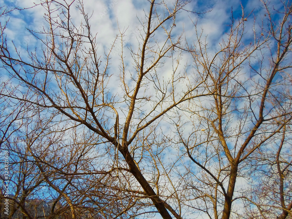 dry brown branches on trees against the sky and mountains in the autumn and winter season