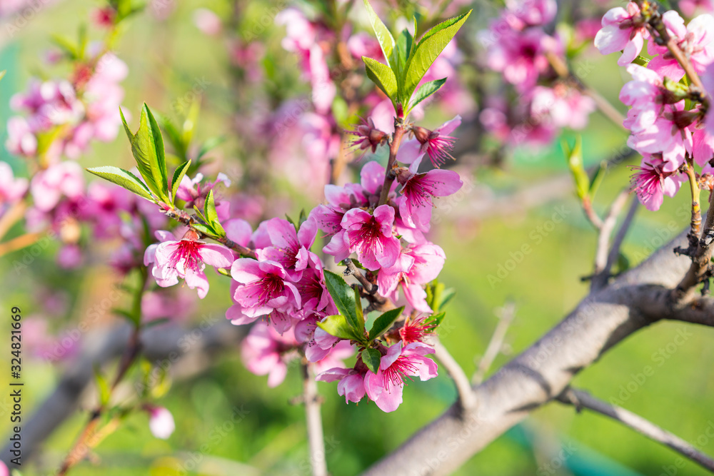 Peach blossoms. Spring. Blooming natural background. Bright warm day in the garden. Branches of flowering tree in the sunlight. Nature rejoices. Beautiful peach blossom. Pink Peach Flowers Peach blossoms. Spring. Blooming natural background. Bright warm day in the garden. Branches of flowering tree in the sunlight. Nature rejoices. Beautiful peach blossom. Pink Peach Flowers