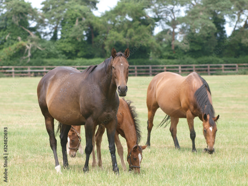 Mare and Foals