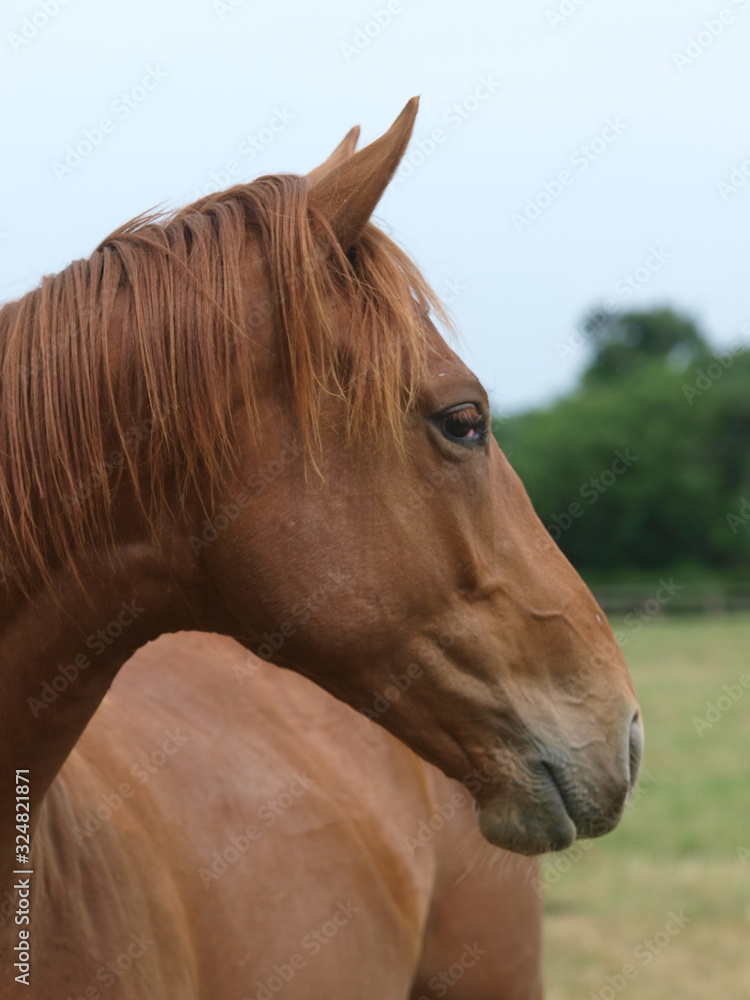 Obraz premium Chestnut Horse Head Shot