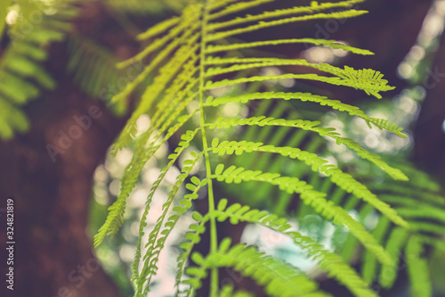 Tropical fern branch, green leaves as exotic nature plant