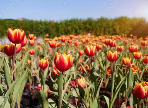 Group of colorful tulip. Orange tulip flowers in spring blooming blossom scene. Bright colorful tulip photo background.