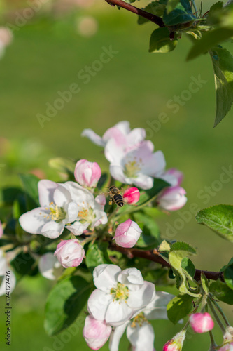 Honey bee pollinating apple blossom. The Apple tree blooms. honey bee collects nectar on the flowers apple trees. Spring flowers. vertical photo.