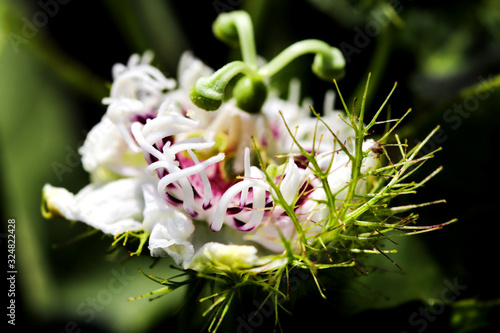 Slika na platnu Blooming Passiflora foetida flower or Bush passion fruit delicate closeup of inflorescence